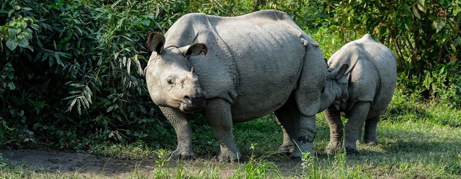 Tour Operator in Siliguri