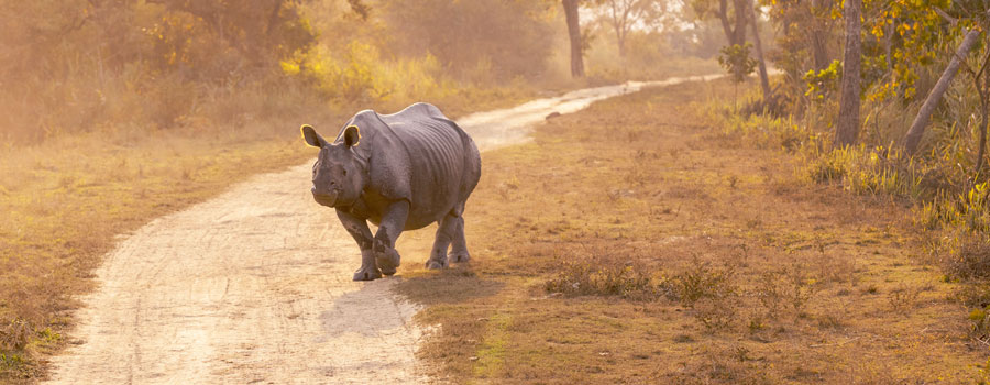 Travel Agents in Siliguri